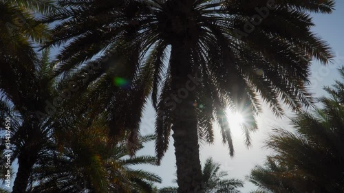 Dates Palm Trees, Terraces and Gardens Surrounding Old Mountainous Village Misfat al Abriyeen near Nizwa, Oman photo