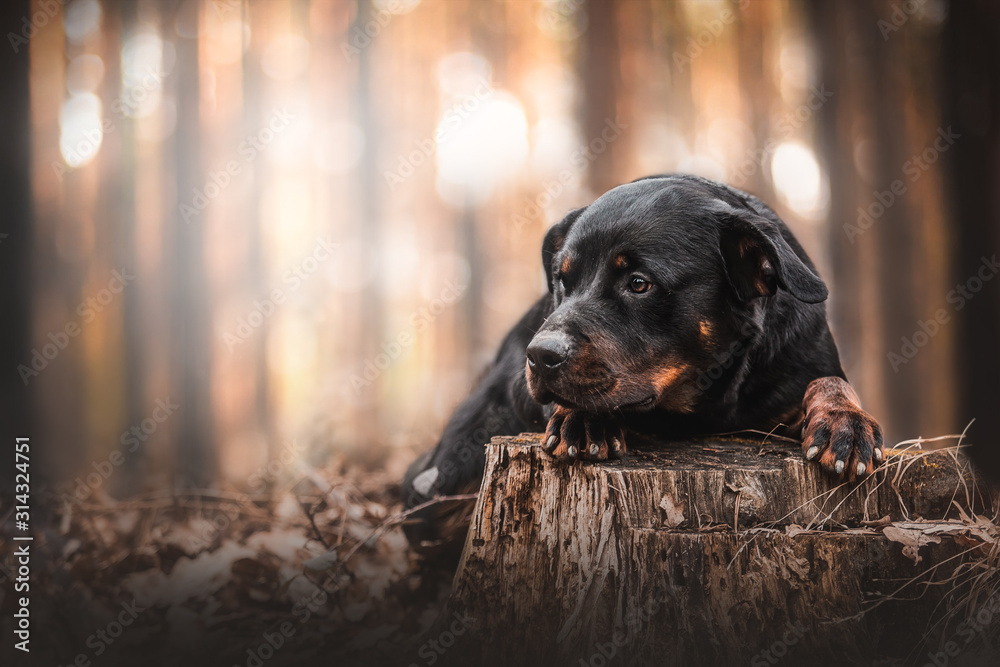 Obraz premium Rottweiler dog portrait