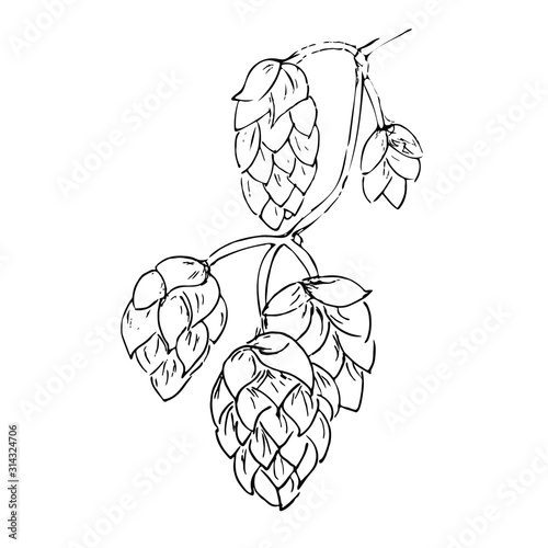 Illustartion of hand drawn beer hop isolated on white background.  . Vintage vector engraving illustration for web, poster, menu, invitation to party. 