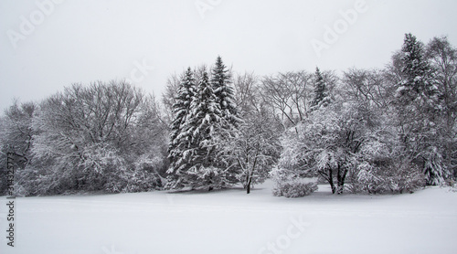 Winter scene of pines and deciduous trees in a park after a blizzard