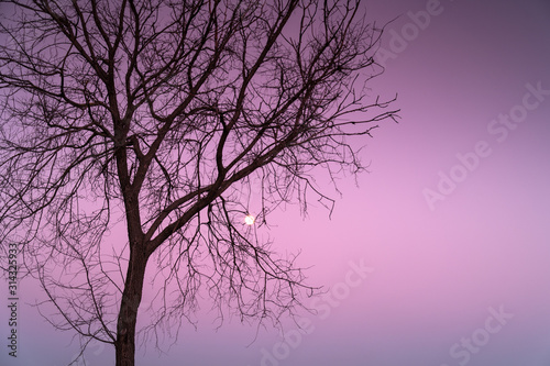 A deciduous Robinia tree with an almost full moon and the pink sky of a winter sunset