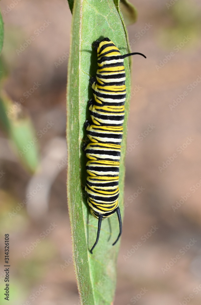 Caterpillars of monarch butterfly Danaus plexippus on a milkweed plant