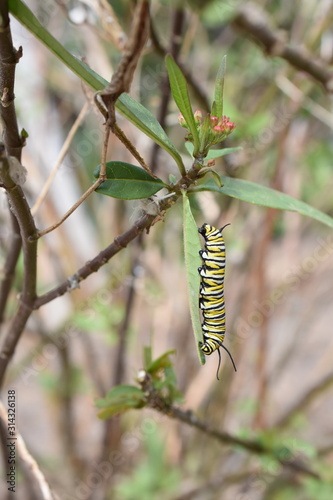 Caterpillars of monarch butterfly Danaus plexippus on a milkweed plant © hhelene