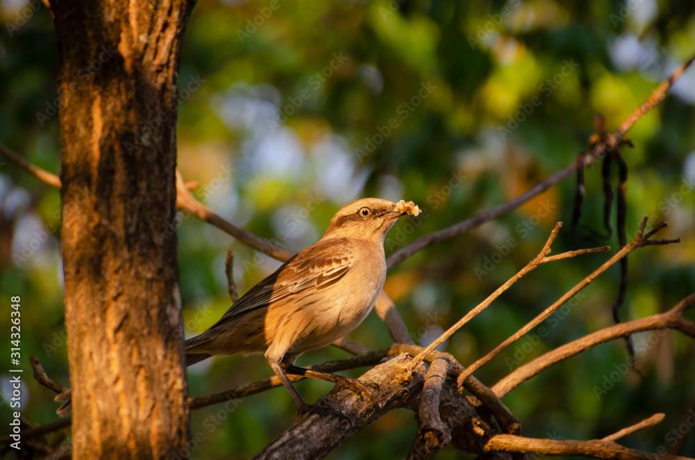Fototapeta premium passáro