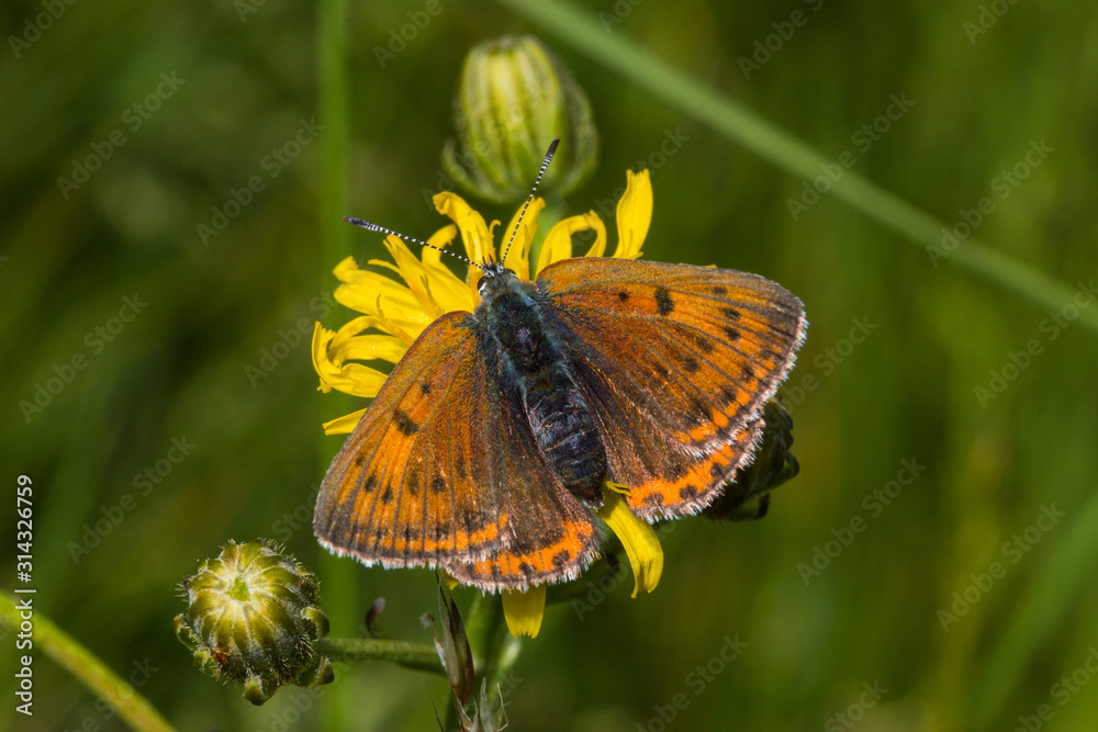 Obraz premium 07.06.2019 DE, NRW, Stolberg, Schlangenberg Lilagold-Feuerfalter Lycaena hippothoe (LINNAEUS, [1760])