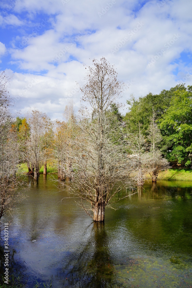 Metasequoia glyptostroboides tree grown in water Metasequoia glyptostroboides tree grown in water