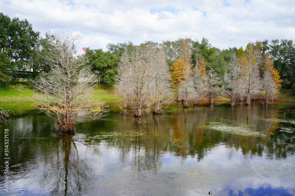 Metasequoia glyptostroboides tree grown in water	