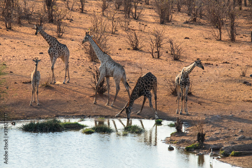 Giraffen trinken am Wasserloch