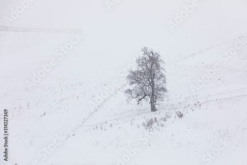 Lonely standing tree on a s...