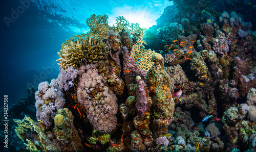 Vivid coral reef in the tropical sea