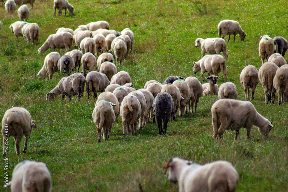 Flock Of Sheep. Pieniny Mountains, Poland.