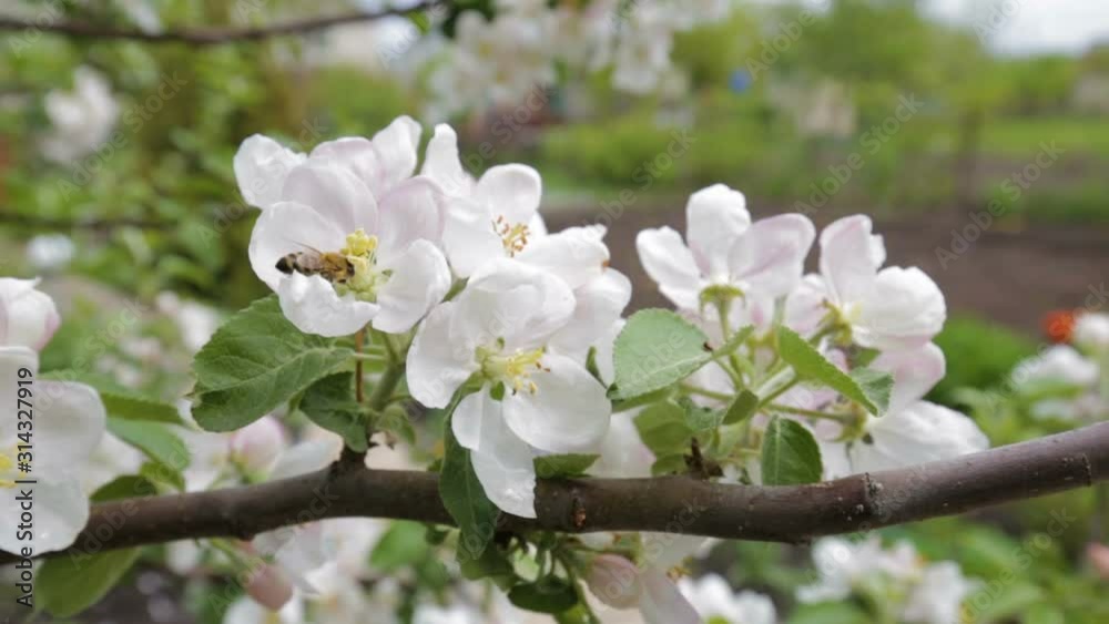 Honey bee collecting the nectar from white apple blossoms in the garden on background of blue sky. Nature in spring. Gardening. Wildlife. Honey bee collecting the nectar from white apple blossoms in the garden on background of blue sky. Nature in spring. Gardening. Wildlife.