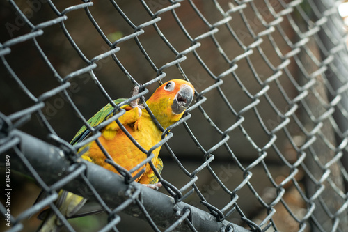 yellow parrot trying to escape photo