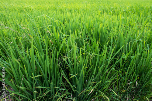 close up of green rice