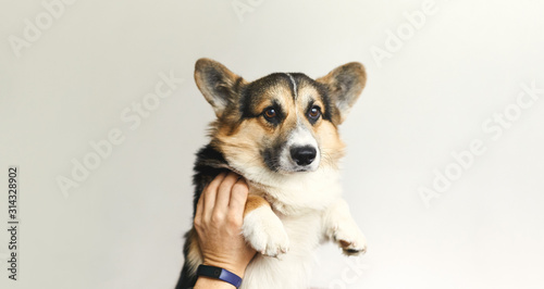 Portrait of cute dog Welsh Corgi Pembroke at home on white background, funny face, smiling puppy, beautiful and adorable pet. © vitaliymateha