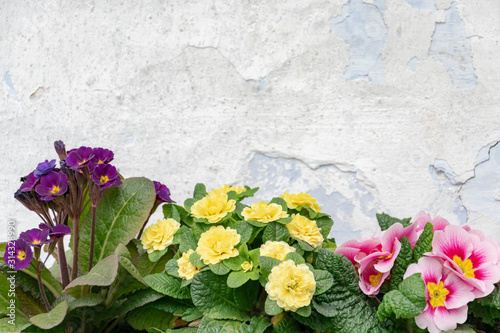 Spring primrose flowers on a vintage background of shabby white stucco on the worn wall of old house in a rustic style  free space for text.