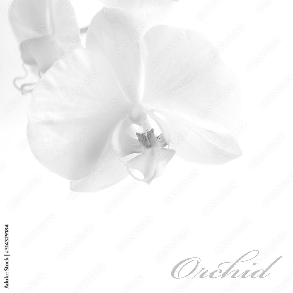 Obraz premium White orchid closeup on a white. Minimal black-and-white photo