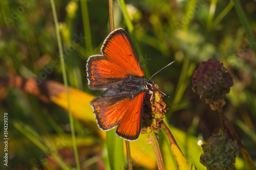 07.06.2019 DE, NRW, Stolberg, Schlangenberg Lilagold-Feuerfalter Lycaena hippothoe (LINNAEUS, [1760]) photo