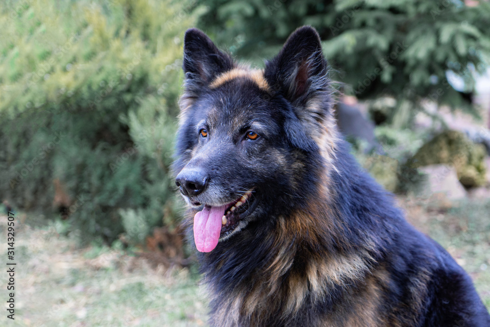 German shepherd with long hair with his tongue hanging out German shepherd with long hair with his tongue hanging out