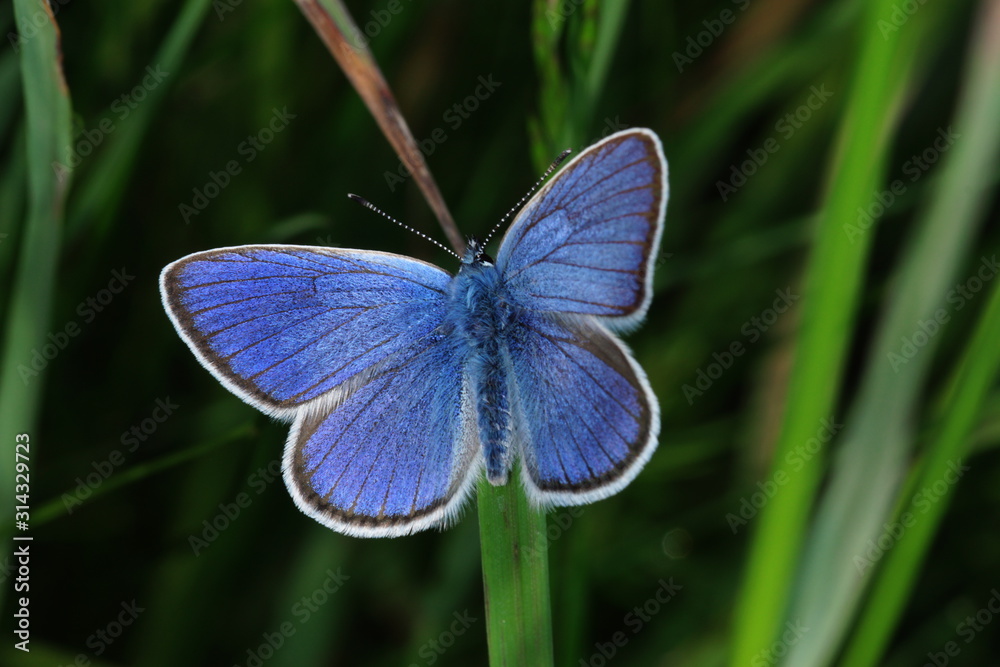 07.06.2019 DE, NRW, Stolberg, Schlangenberg Rotklee-Bläuling Cyaniris semiargus (ROTTEMBURG, 1775) 07.06.2019 DE, NRW, Stolberg, Schlangenberg Rotklee-Bläuling Cyaniris semiargus (ROTTEMBURG, 1775)