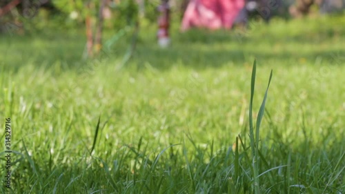 Natural Green Grass lawn blow by the wind. Fresh green plants in the garden swaying wind.