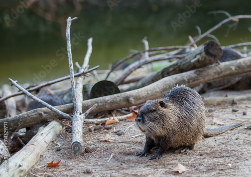 Nutria am Ufer vor altem Holz