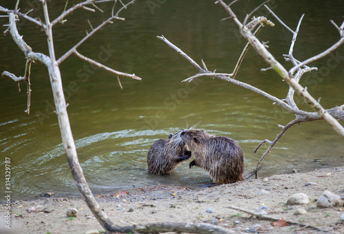 Nutrias beim spielen am Ufer eines Sees im Wildpark