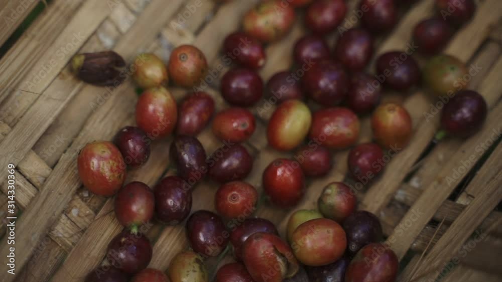 Arabica Red Raw coffee beans by the Asian palm Ecological product in basket natural background. Arabica Red Raw coffee beans by the Asian palm Ecological product in basket natural background.