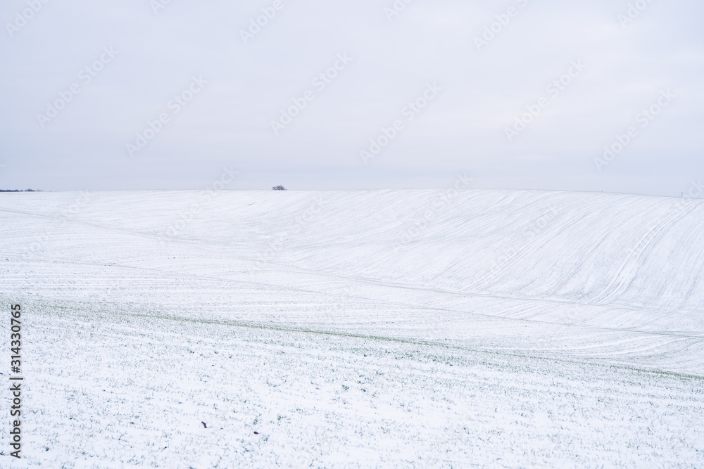 Obraz premium Wheat field covered with snow in winter season. Winter wheat. Green grass, lawn under the snow. Harvest in the cold. Growing grain crops for bread. Agriculture process with a crop cultures.