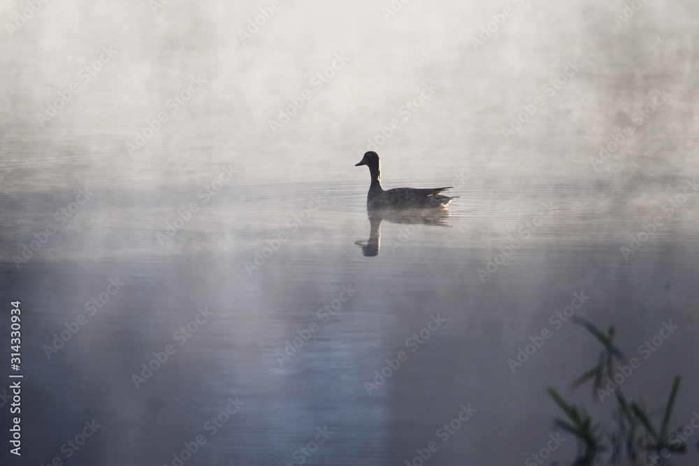 Fototapeta premium Ducks on a pond in a nature park in the early morning when it was misty.