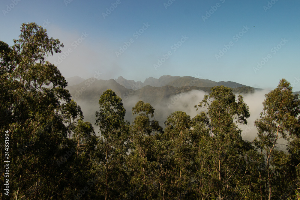 Obraz premium tree in mountains