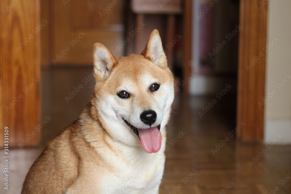 Shiba Inu Golden Retriever Mix