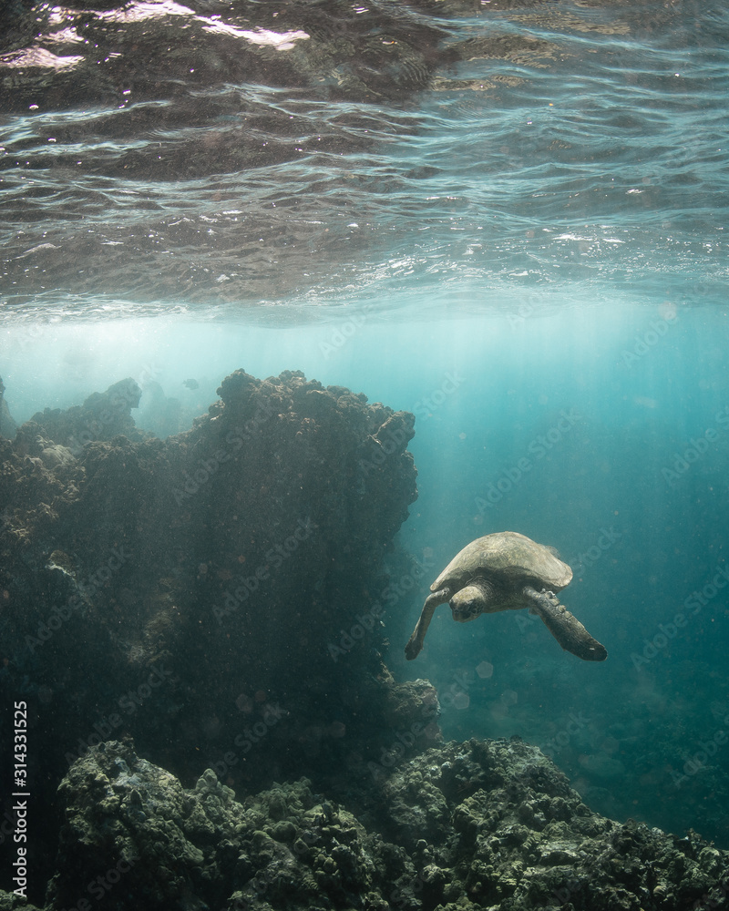 Hawaiian Green Sea Turtle swims around in the coral reef and rocky shoreline