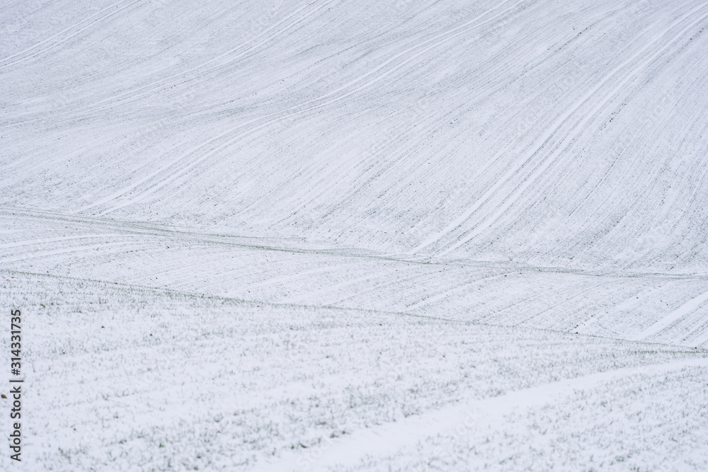Wheat field covered with snow in winter season. Winter wheat. Green grass, lawn under the snow. Harvest in the cold. Growing grain crops for bread. Agriculture process with a crop cultures.