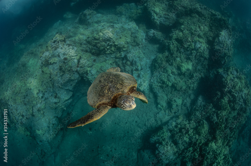 Fototapeta premium Hawaiian Green Sea Turtle swims around in the coral reef and rocky shoreline