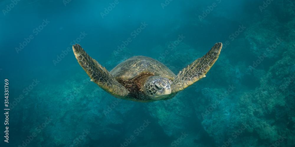 Obraz premium Hawaiian Green Sea Turtle swims around in the coral reef and rocky shoreline