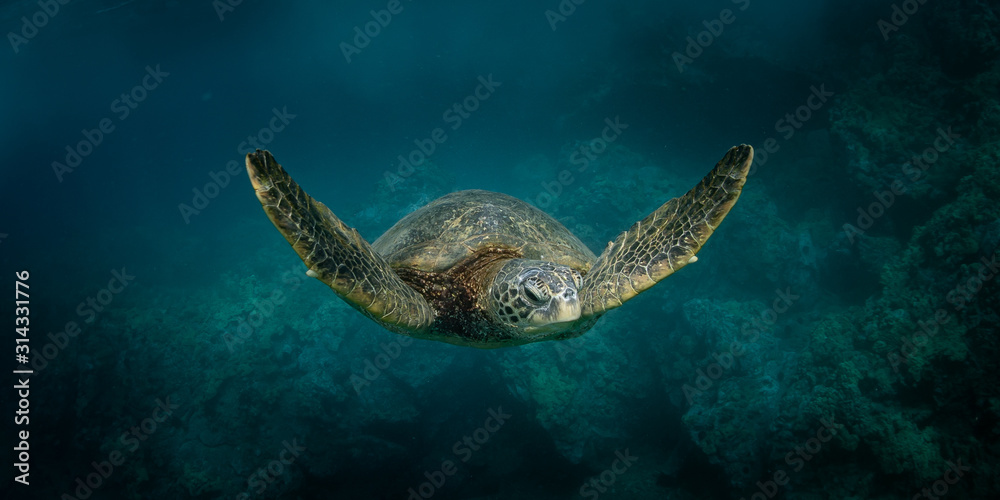 Obraz premium Hawaiian Green Sea Turtle swims around in the coral reef and rocky shoreline