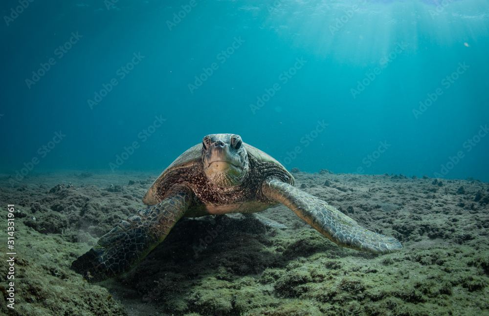 Obraz premium Hawaiian Green Sea Turtle swims around in the coral reef and rocky shoreline