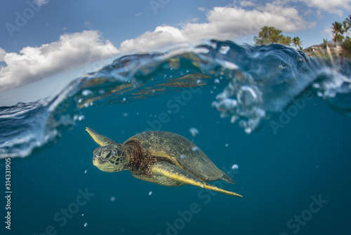 Hawaiian Green Sea Turtle swims around in the coral reef and rocky shoreline