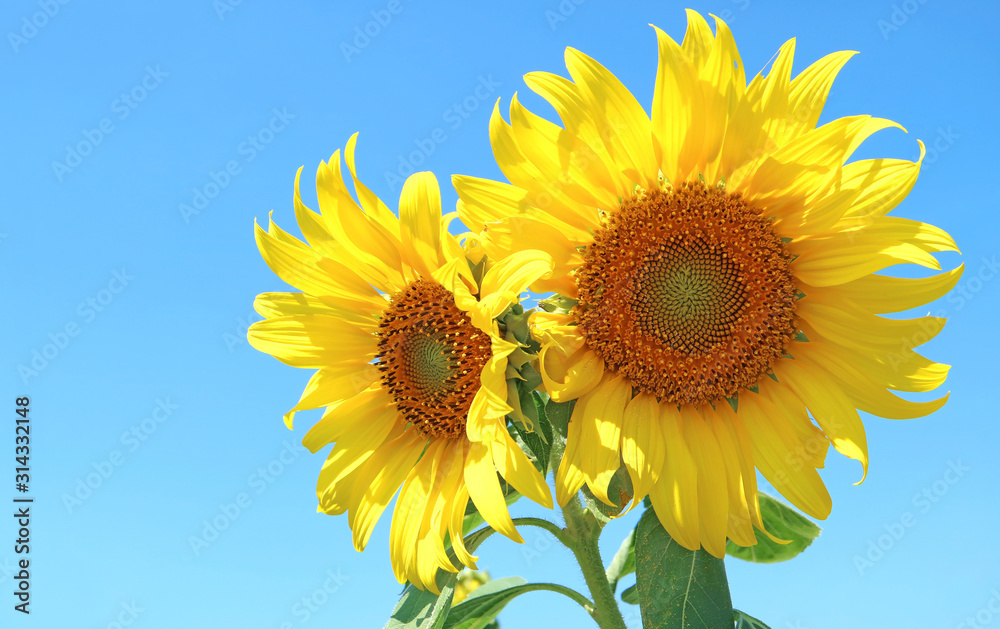 Pair of Vivid Yellow Blooming Sunflowers Against Sunny Blue Sky Pair of Vivid Yellow Blooming Sunflowers Against Sunny Blue Sky