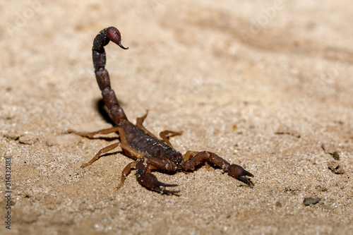 Scorpions prepared to attack with the thorn upright, Masoala National park, Africa, Madagascar wildlife and wilderness © ArtushFoto