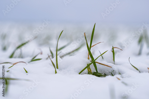 Wheat field covered with snow in winter season. Winter wheat. Green grass, lawn under the snow. Harvest in the cold. Growing grain crops for bread. Agriculture process with a crop cultures. © Volodymyr