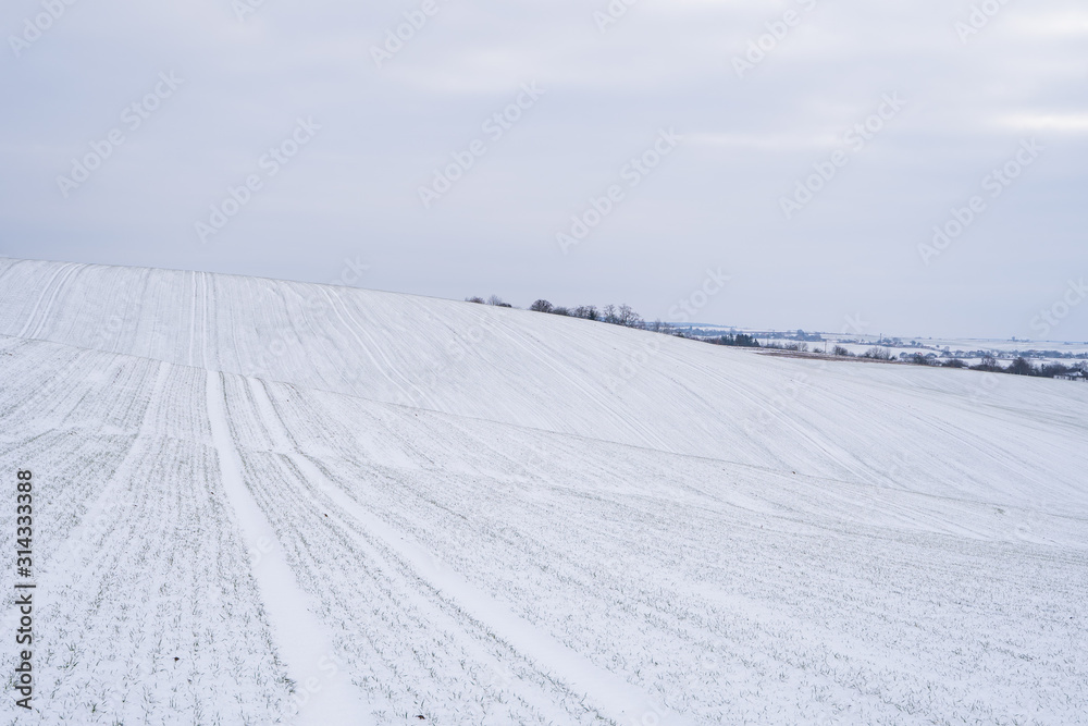 Wheat field covered with snow in winter season. Winter wheat. Green grass, lawn under the snow. Harvest in the cold. Growing grain crops for bread. Agriculture process with a crop cultures.