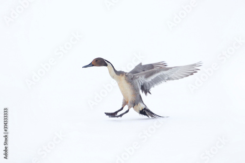 Pintail Duck drake comes in for a landing on snow and ice