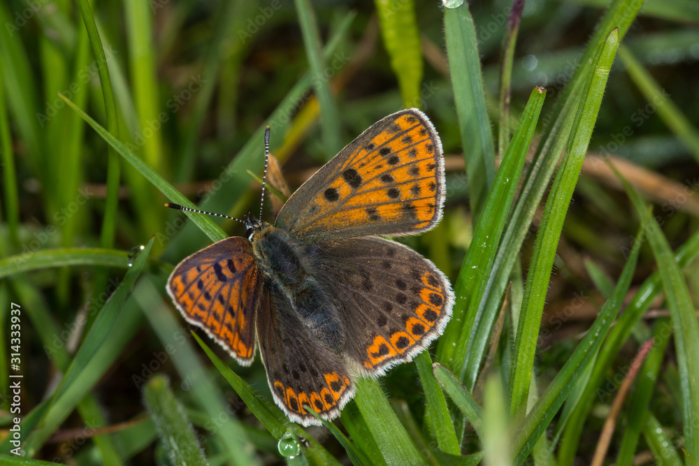 Obraz premium 07.06.2019 DE, NRW, Stolberg, Schlangenberg Brauner Feuerfalter Lycaena tityrus (PODA, 1761)