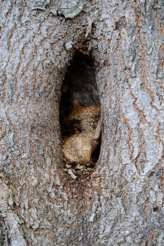 Hollow in a tree with a mushroom in it