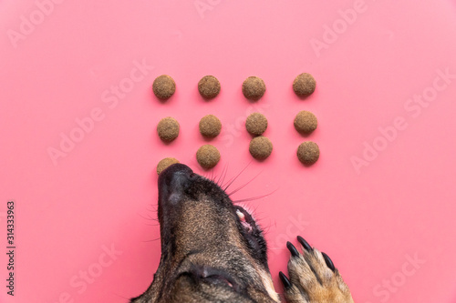 happy dog eats dry food on pink background, top view