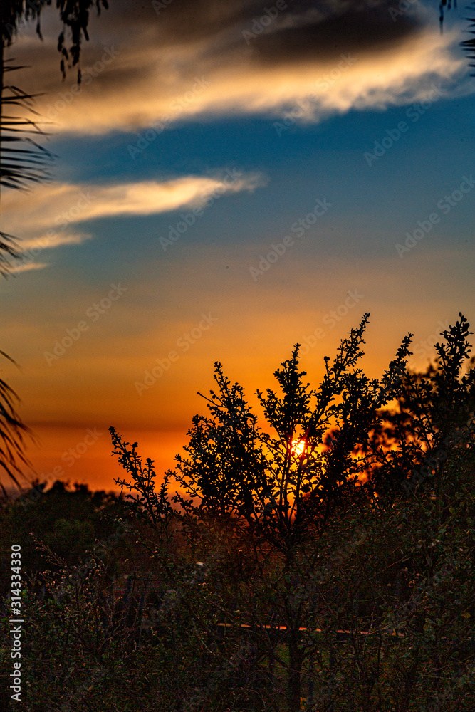 Fototapeta premium Bush at sunset
