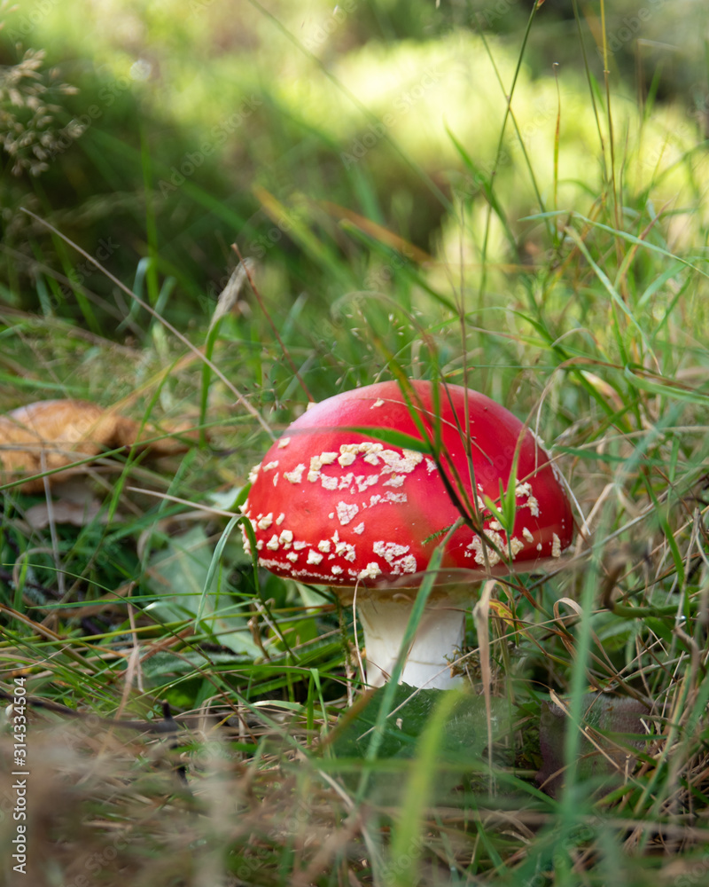 Poisonous teadstool