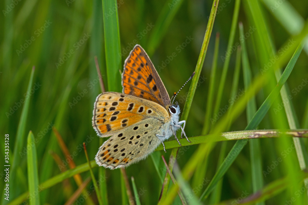 Obraz premium 07.06.2019 DE, NRW, Stolberg, Schlangenberg Brauner Feuerfalter Lycaena tityrus (PODA, 1761)